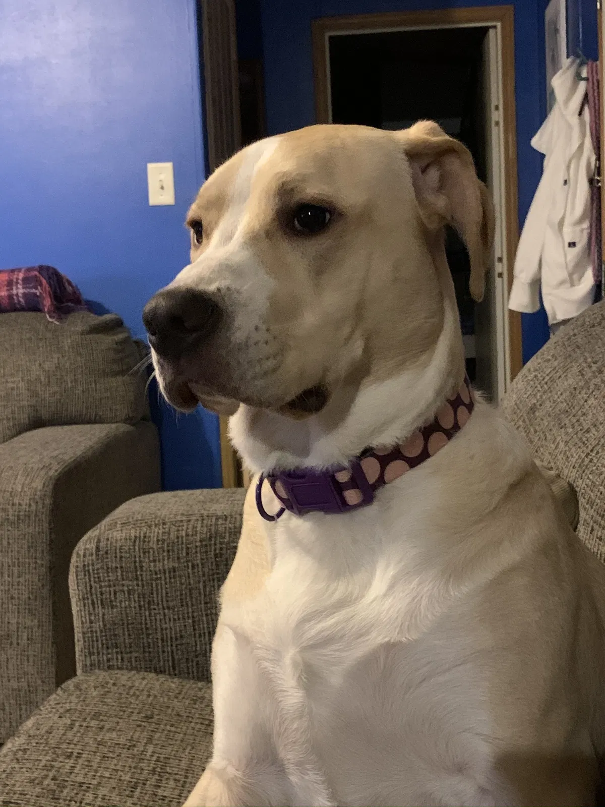 Lost dog in New Tazewell, TN, 37825