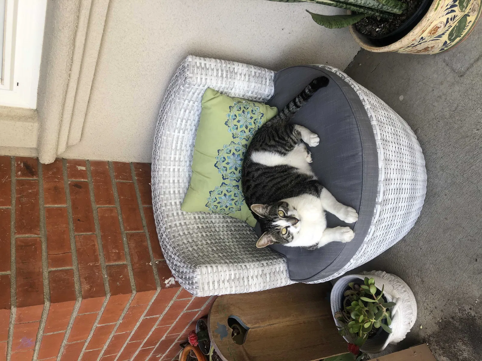 Lost cat in Roseville, CA, 95661