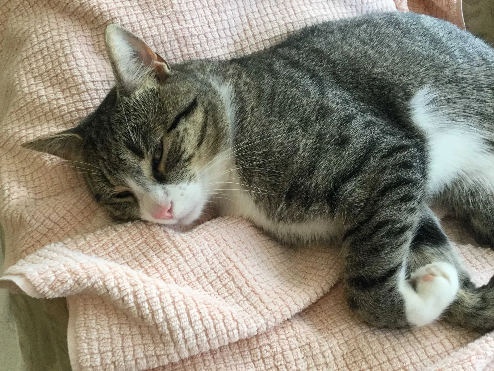 Lost cat in Murfreesboro, TN, 37128