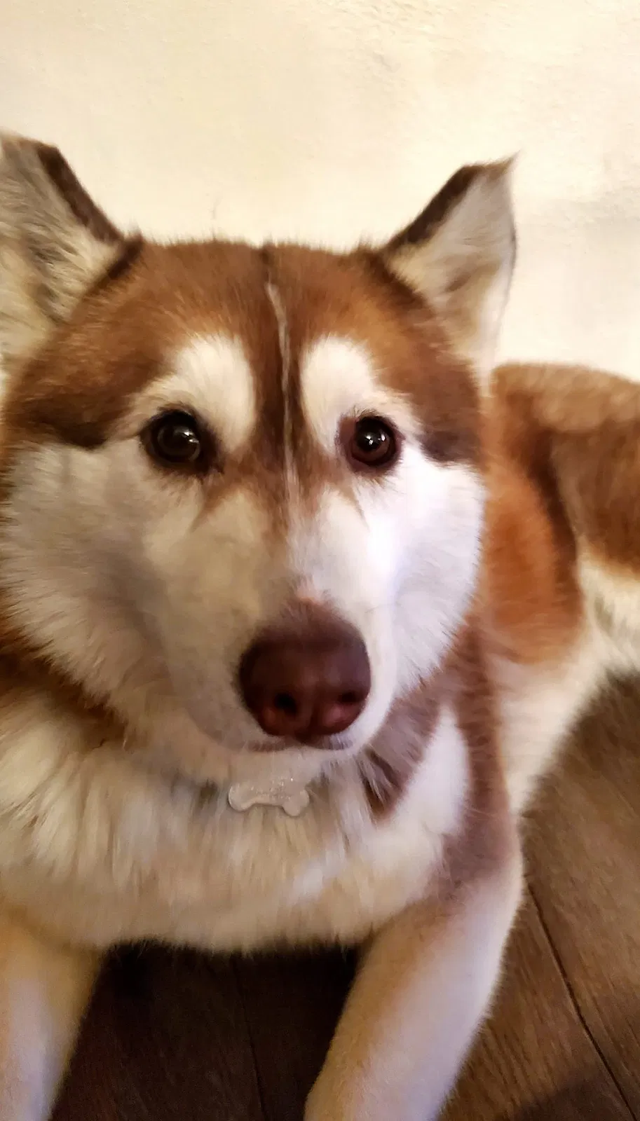 Lost dog in Hemet, CA, 92544