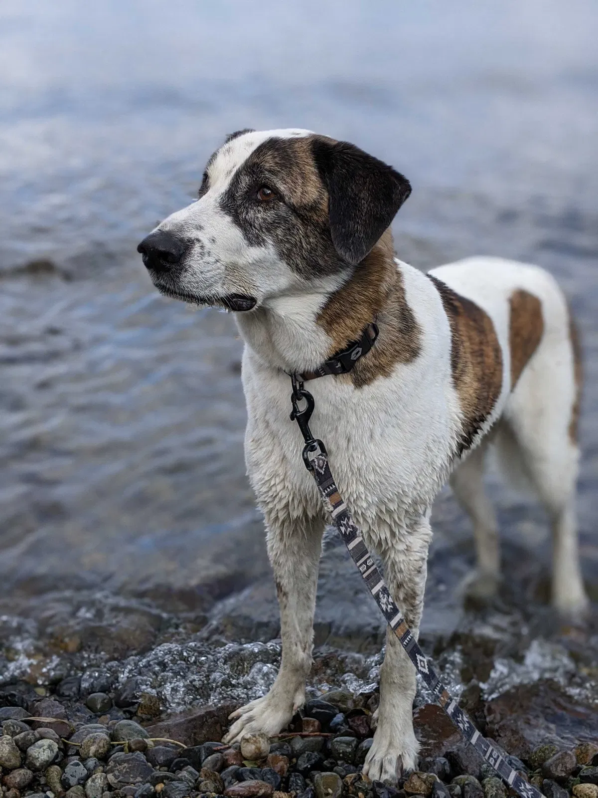 Lost dog in Calhan, CO, 80808