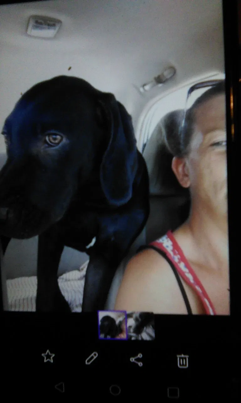 Lost dog in Bessemer, AL, 35020