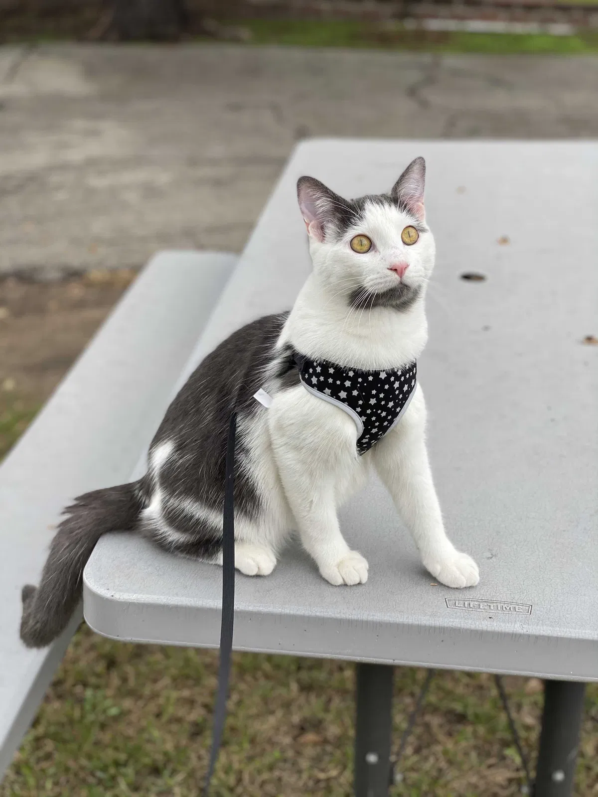 Lost cat in Alhambra, CA, 91803