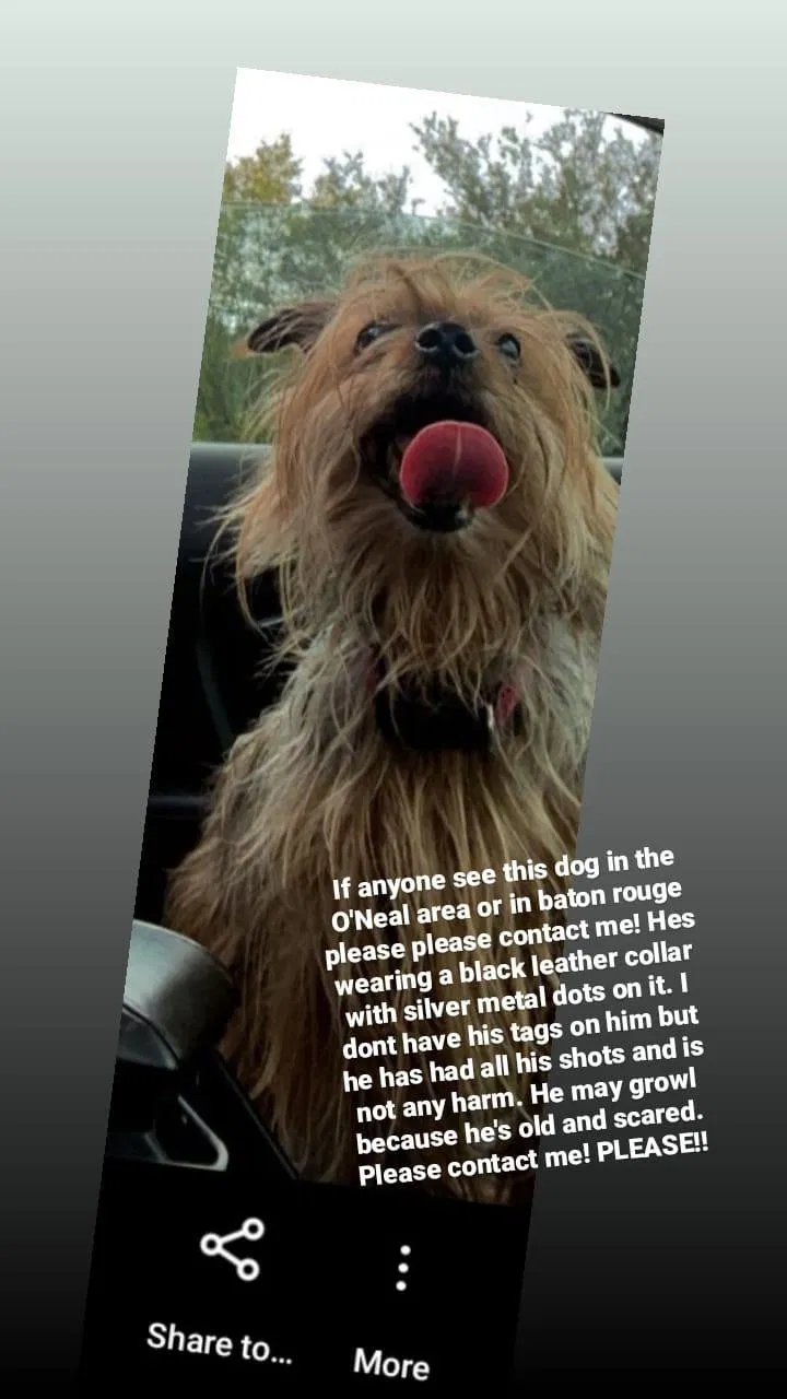 Lost dog in Baton Rouge, LA, 70816