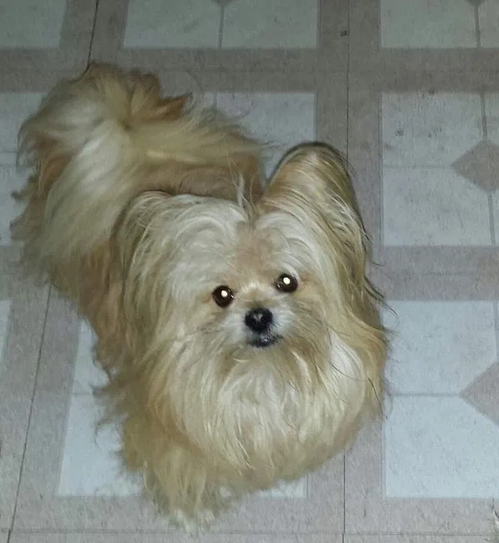 Lost dog in Bangor, MI, 49013