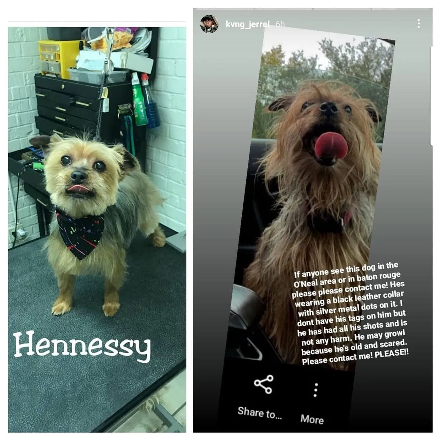 Lost dog in Baton Rouge, LA, 70816