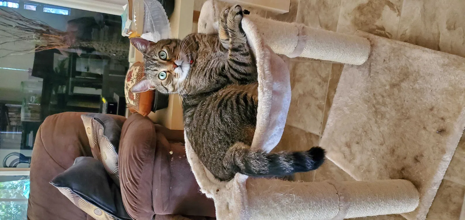Lost cat in Davis, CA, 95616