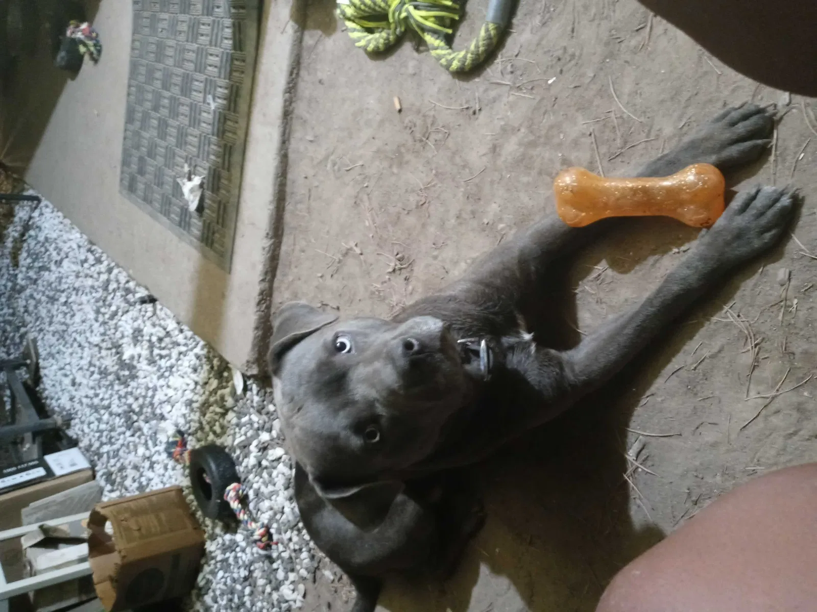 Lost dog in Sacramento, CA, 95838