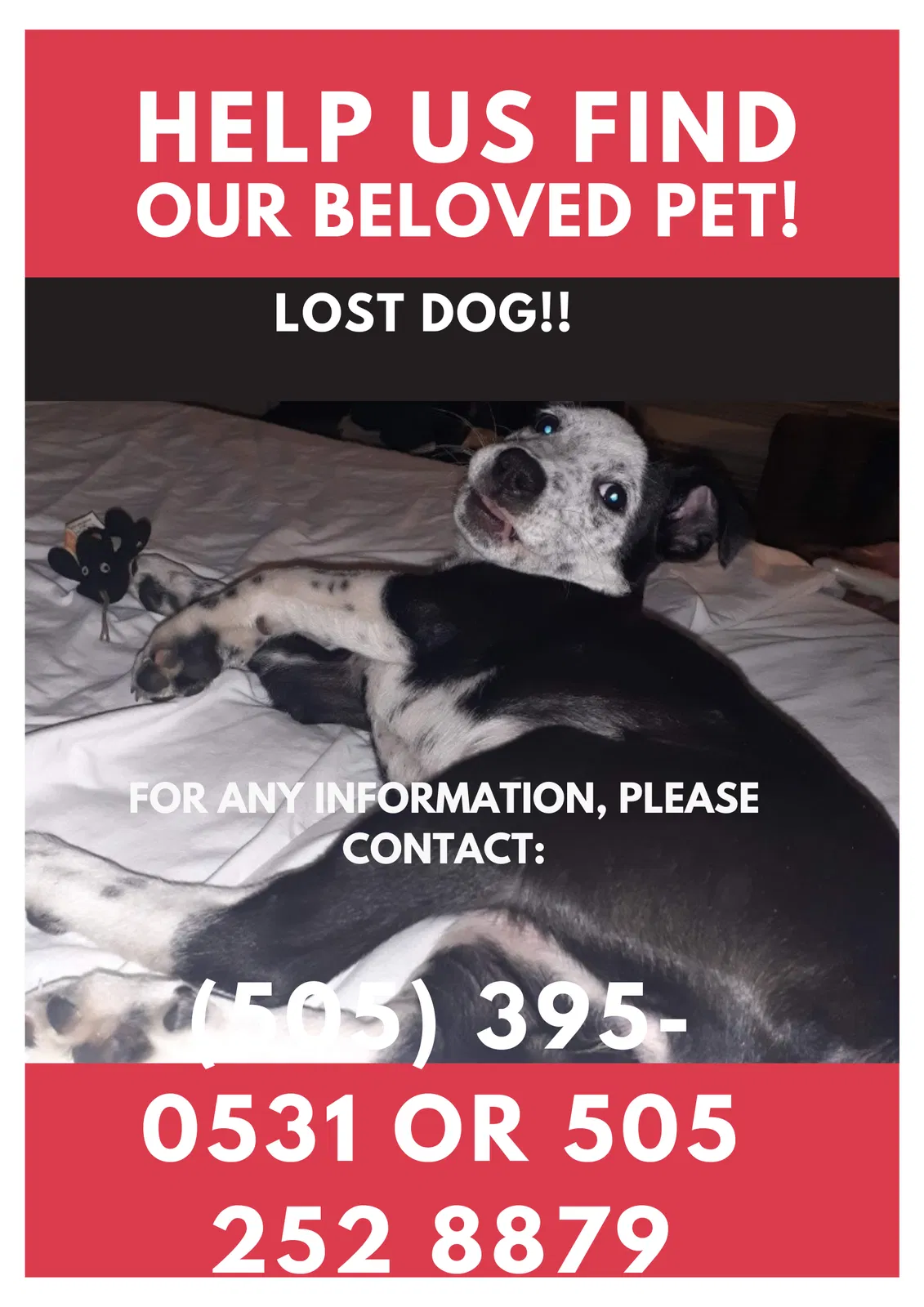 Lost dog in Albuquerque, NM, 87105