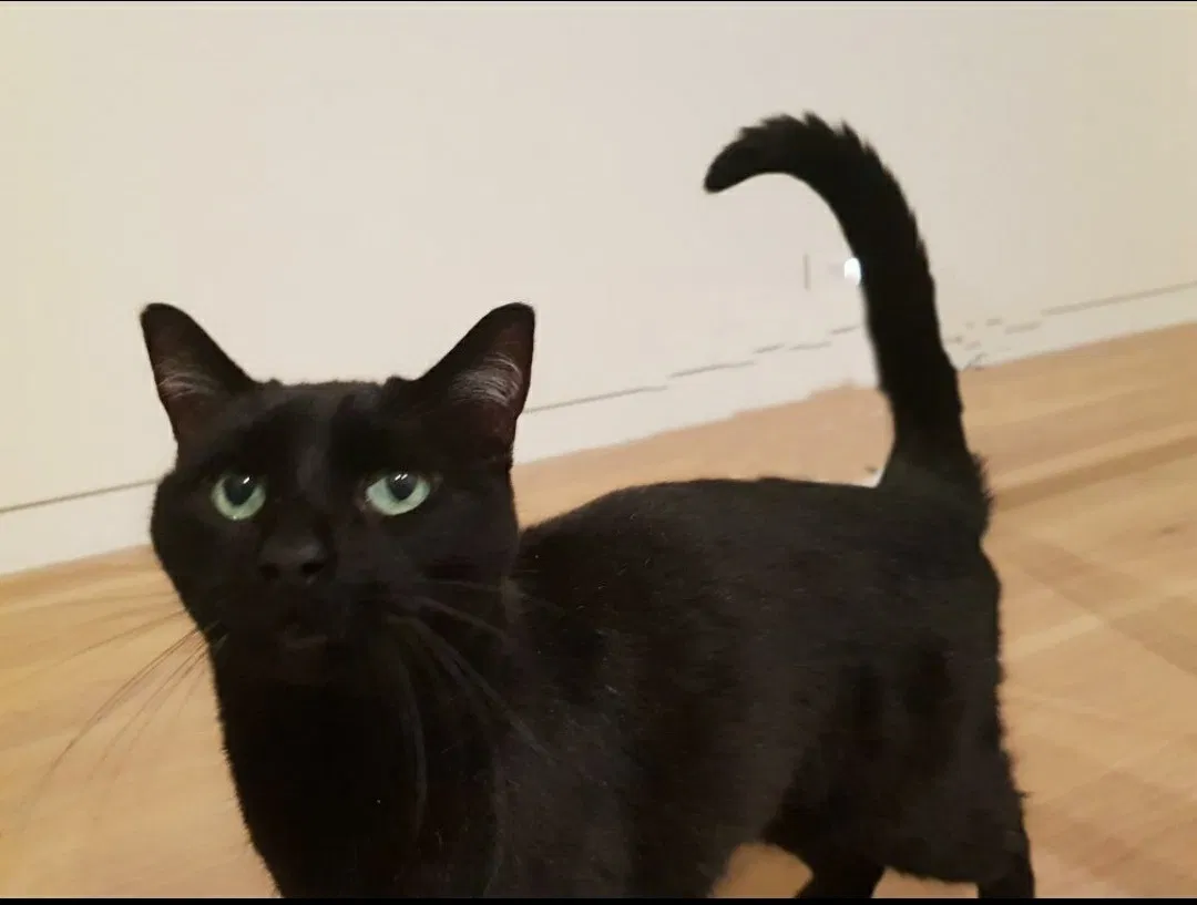 Lost cat in La Grange, IL, 60525