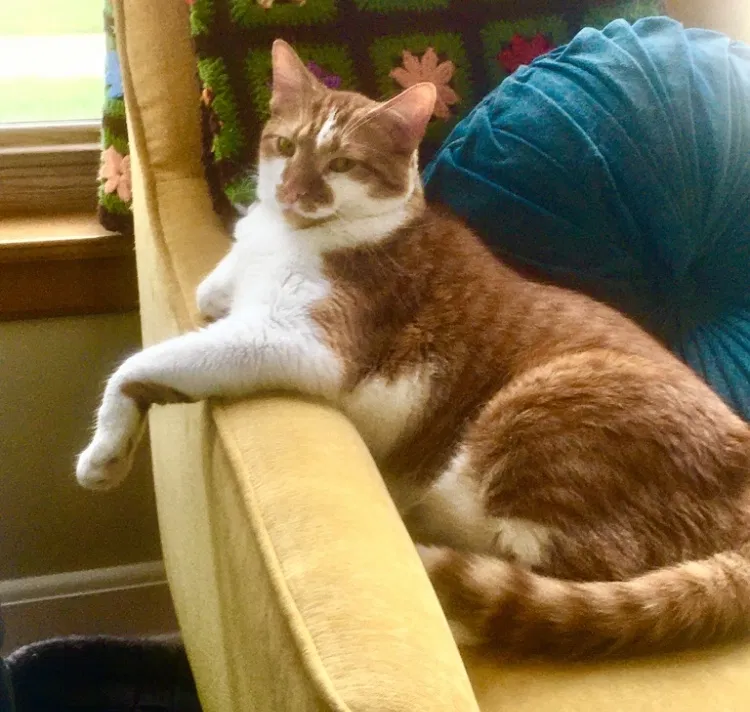Lost cat in Arlington Heights, IL, 60004