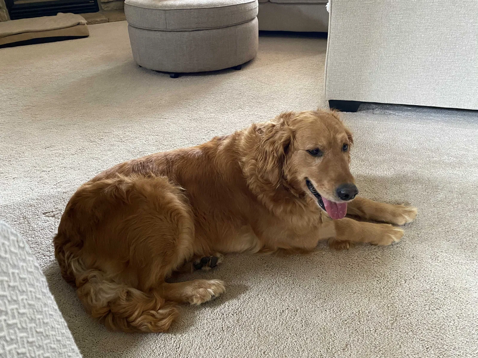 Lost dog in Dublin, OH, 43016