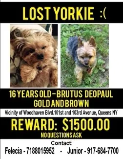 Lost dog in Ozone Park, NY, 11416