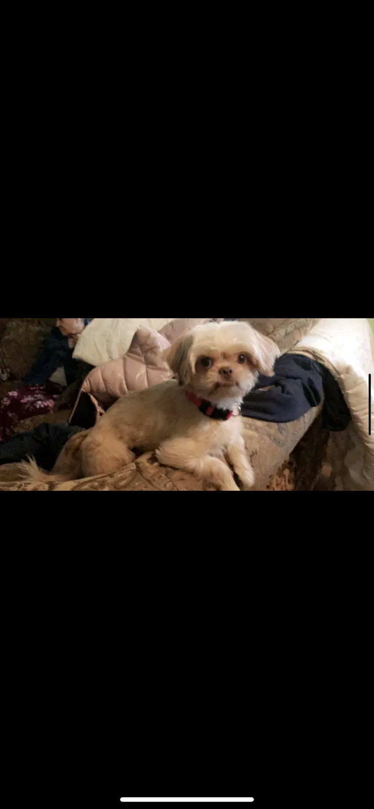 Lost dog in Maywood, IL, 60153