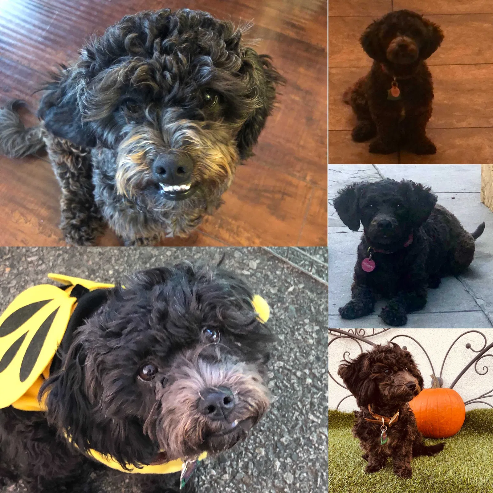 Lost dog in South Gate, CA, 90280