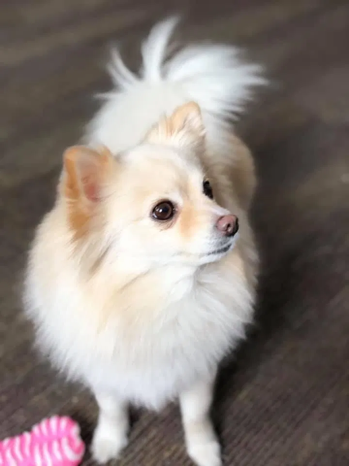 Lost dog in Chicago, IL, 60609