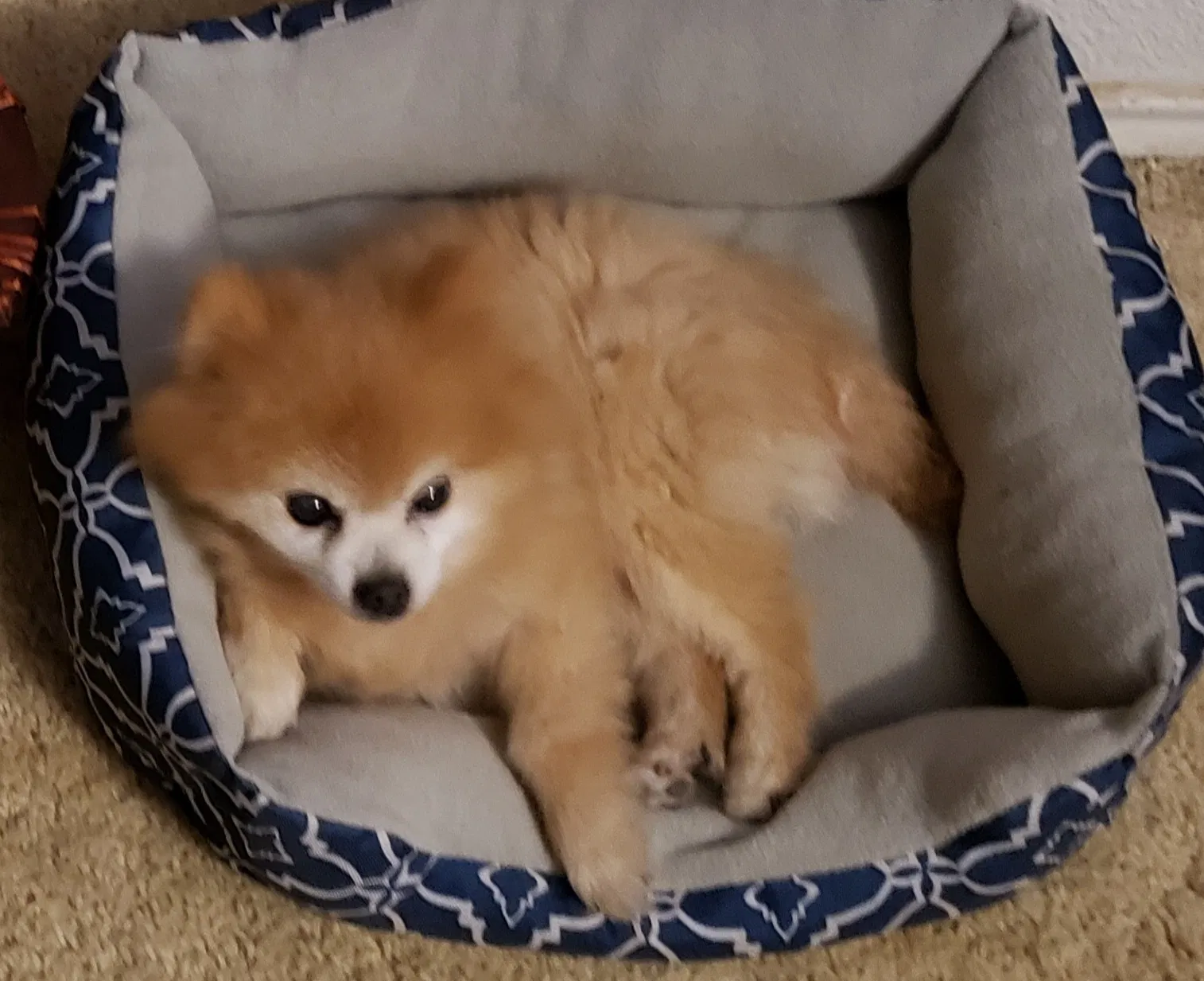 Lost dog in San Antonio, TX, 78233