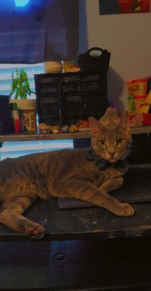 Lost cat in Beverly Hills, FL, 34465