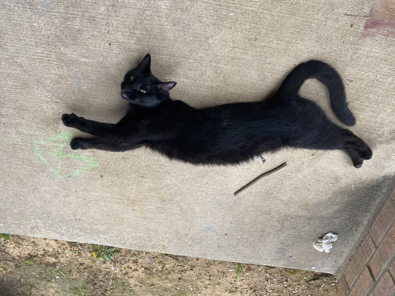 Lost cat in Denton, TX, 76205