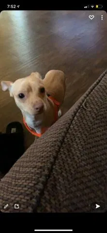Lost dog in Curdsville, KY, 42334