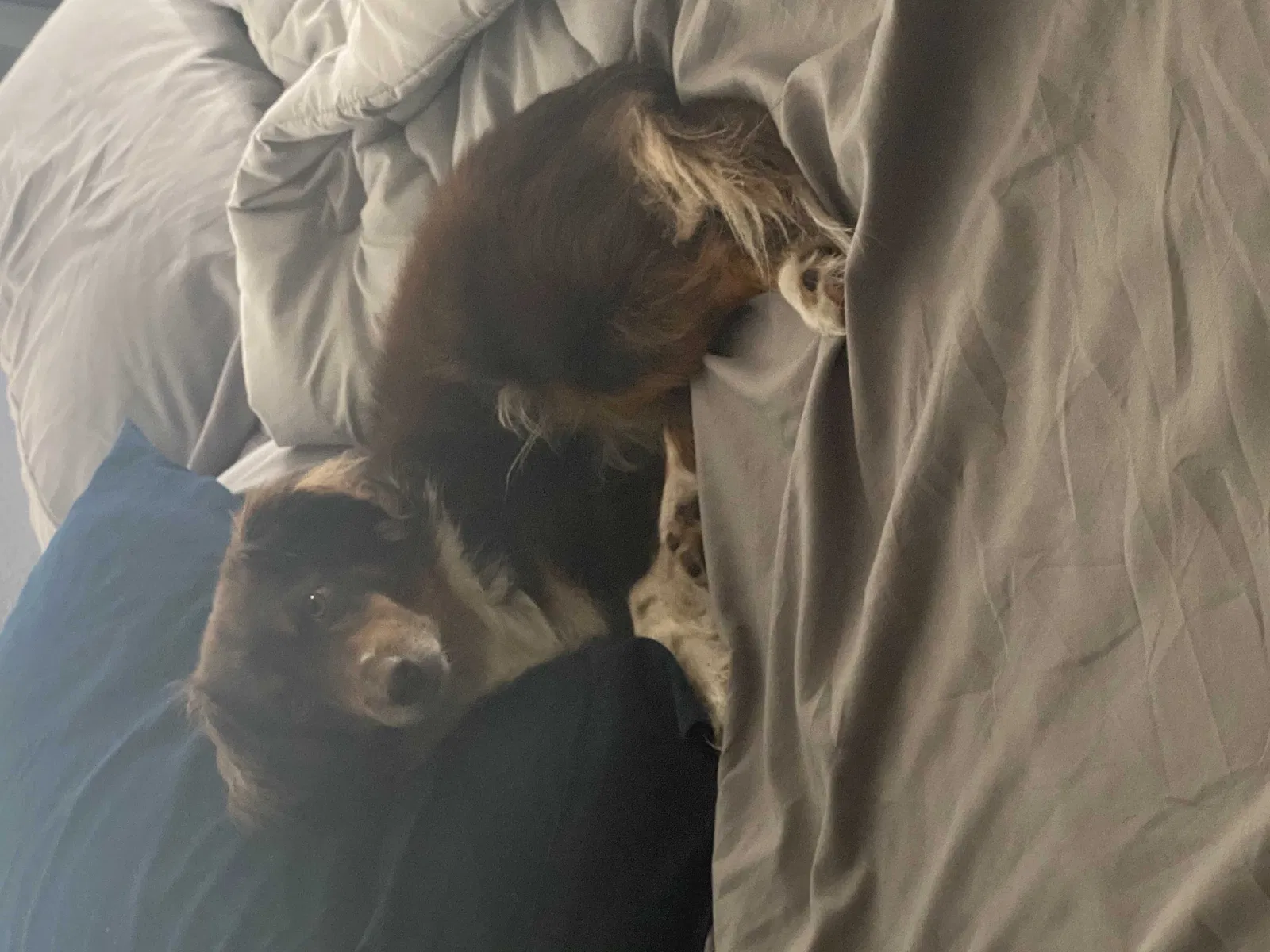 Lost dog in Aurora, CO, 80012