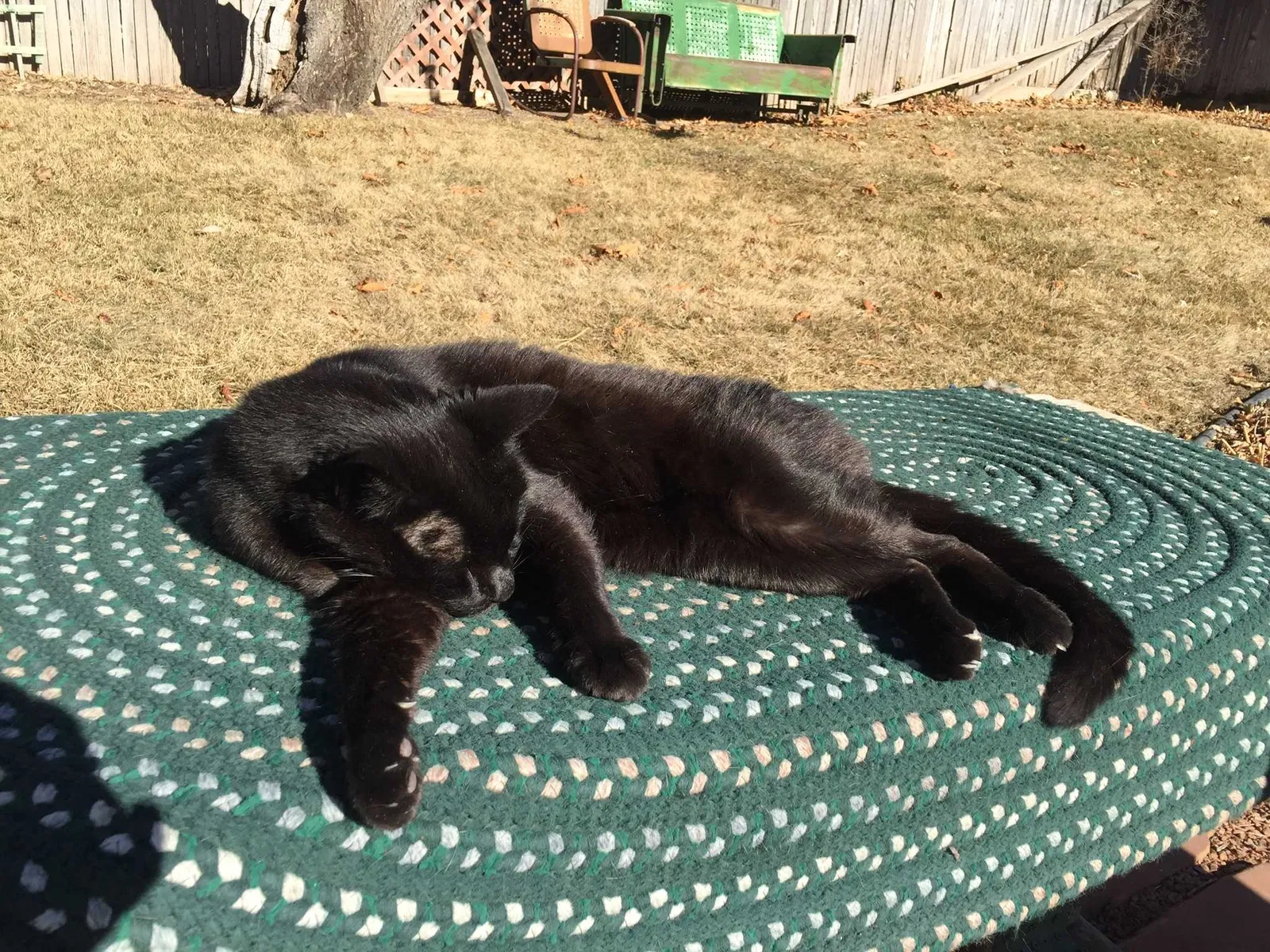 Lost cat in Salt Lake City, UT, 84108
