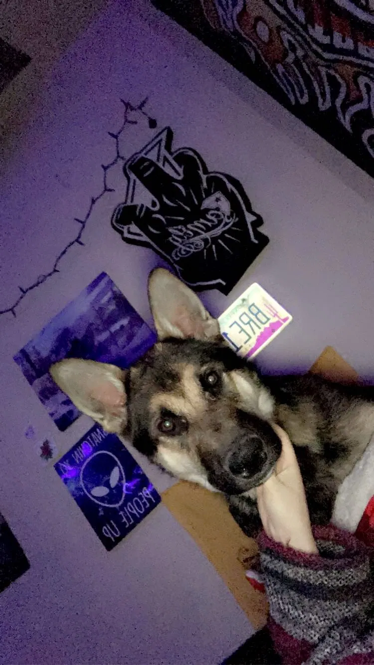 Lost dog in Piedmont, OK, 73078
