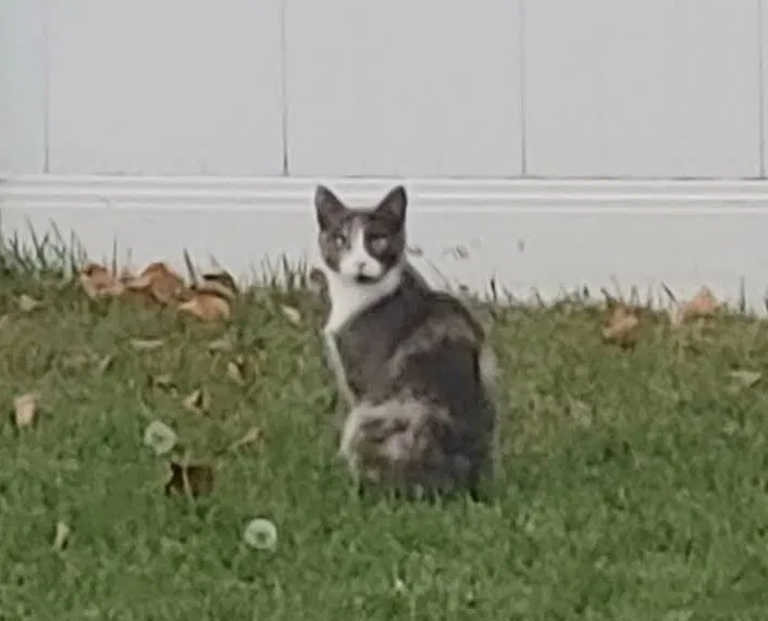 Lost cat in Coeur D Alene, ID, 83815