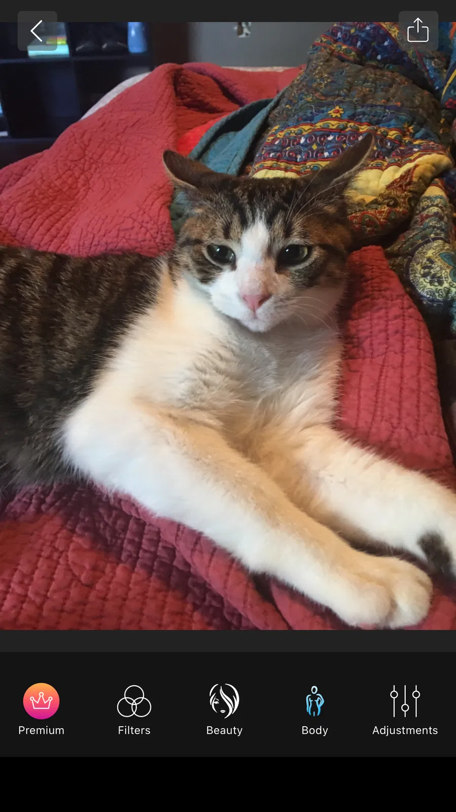 Lost cat in Birmingham, AL, 35244