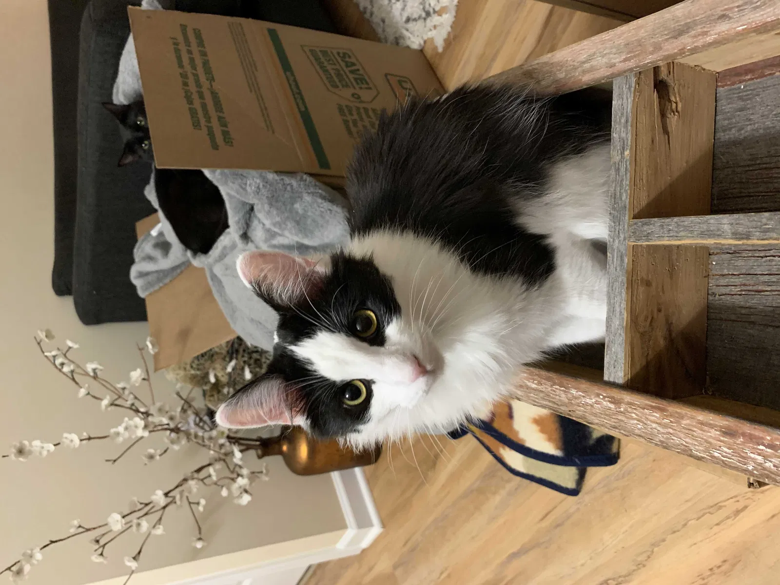 Lost cat in Afton, MN, 55001