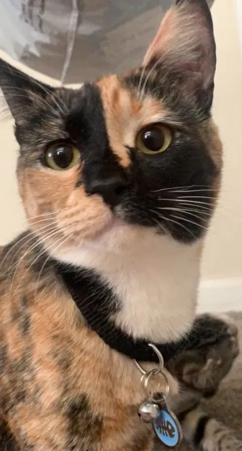 Lost cat in Modesto, CA, 95351