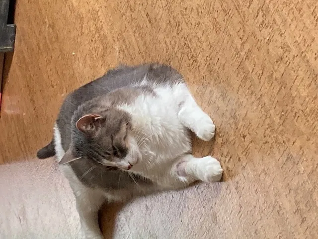 Lost cat in Saint Paul, MN, 55112