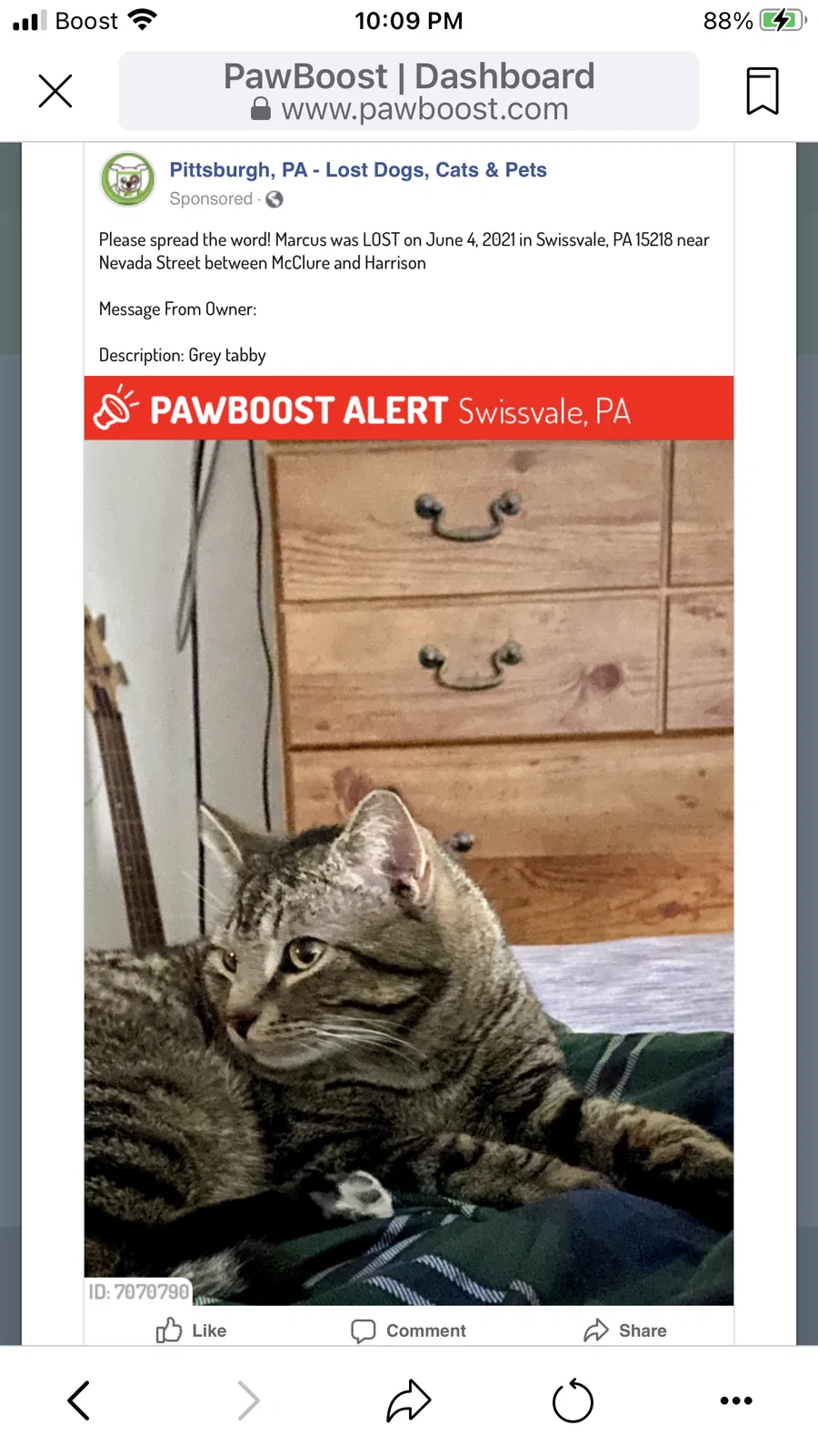 Lost cat in Pittsburgh, PA, 15218
