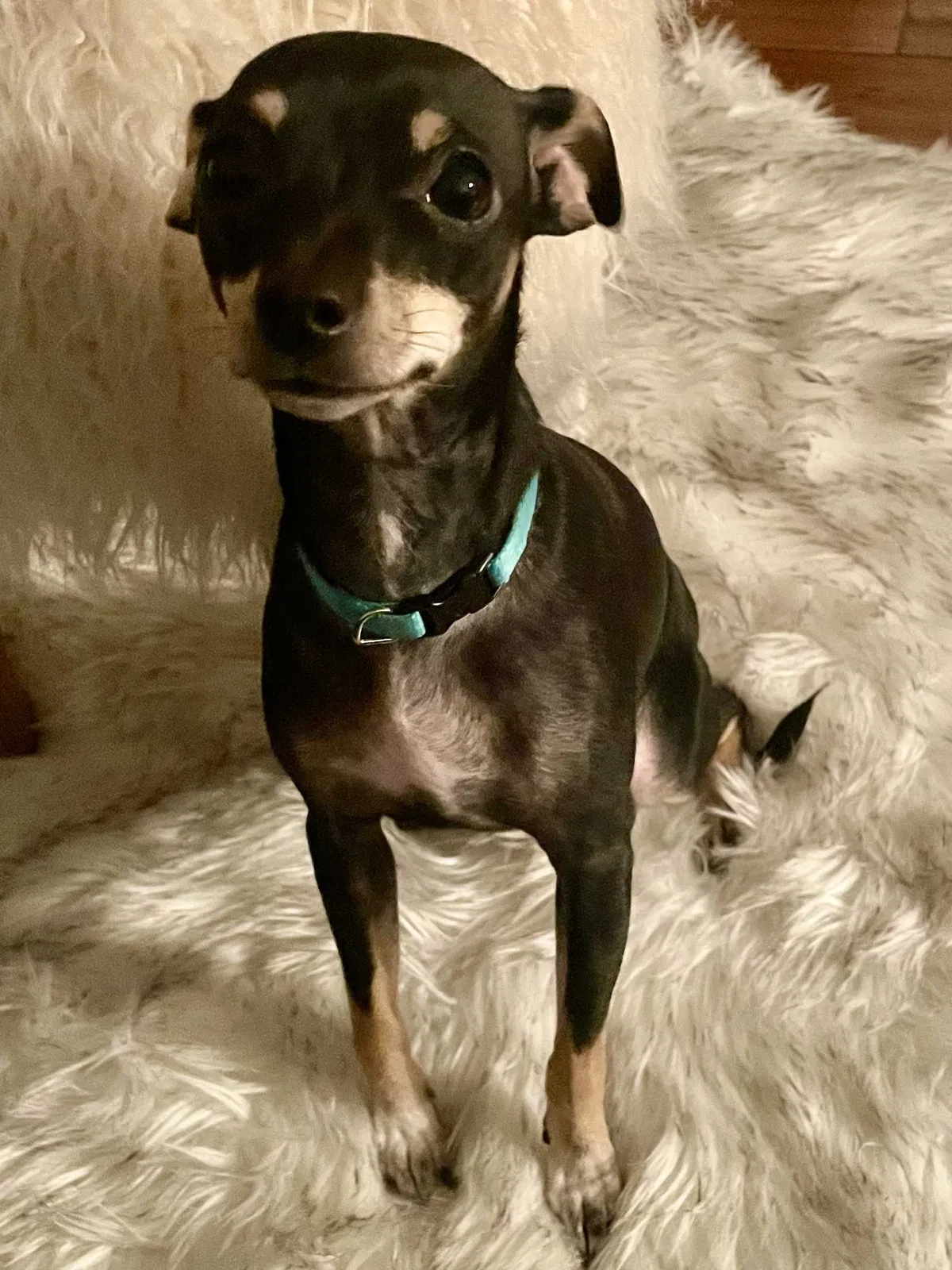 Lost dog in Sacramento, CA, 95825