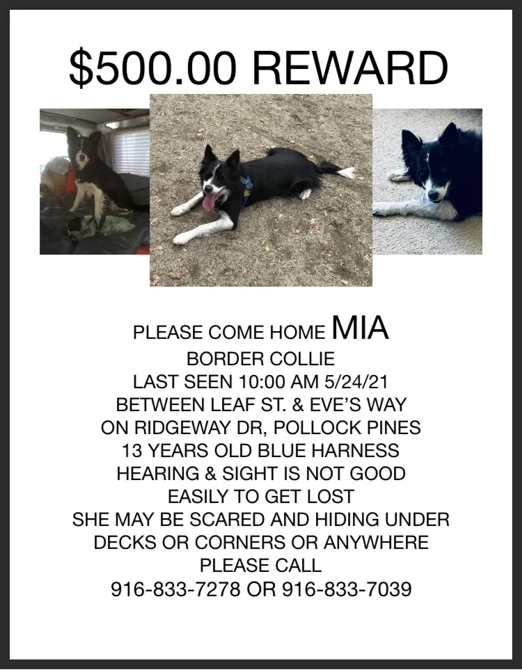 Lost dog in Pollock Pines, CA, 95726