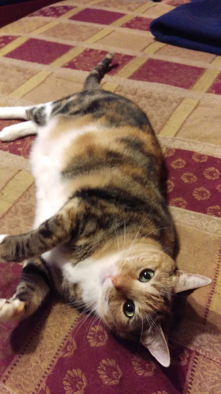 Lost cat in Valrico, FL, 33596