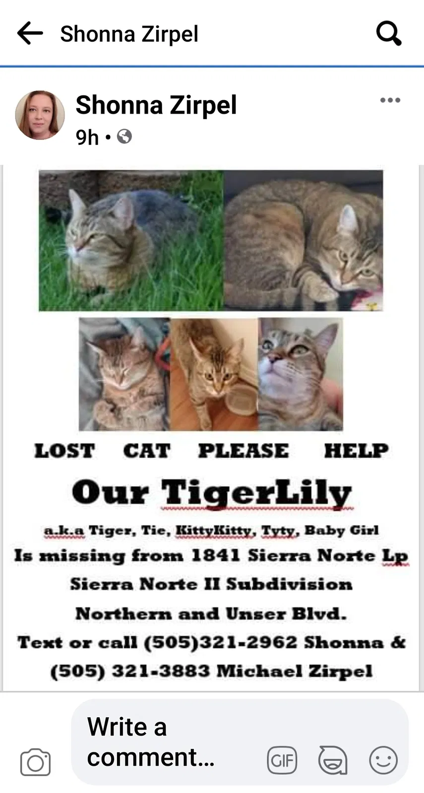 Lost cat in Rio Rancho, NM, 87144