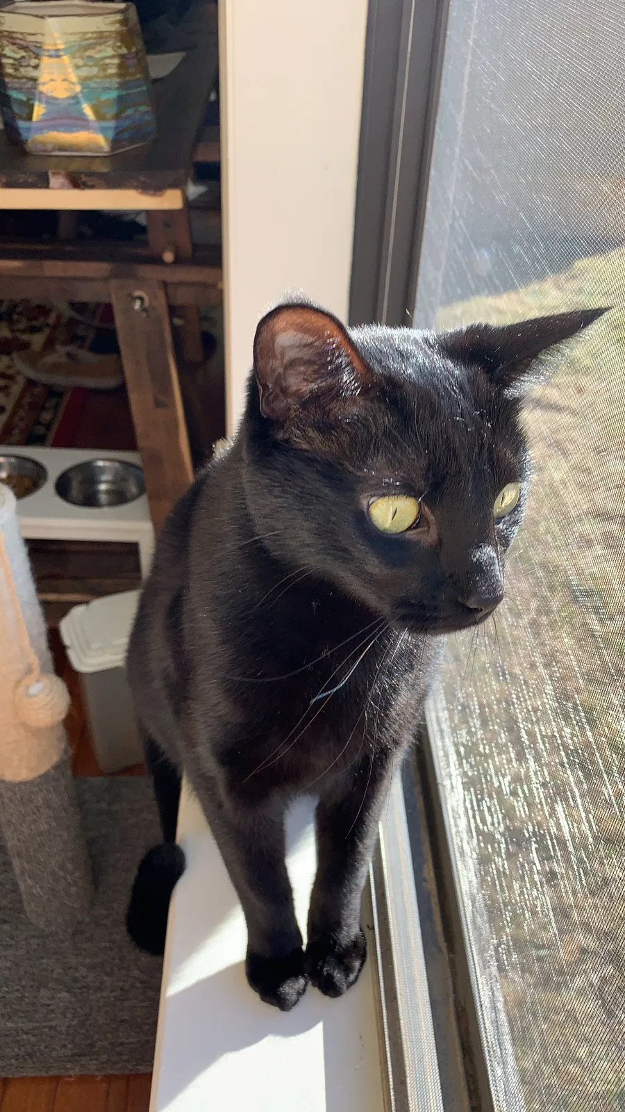 Lost cat in Tulsa, OK, 74137