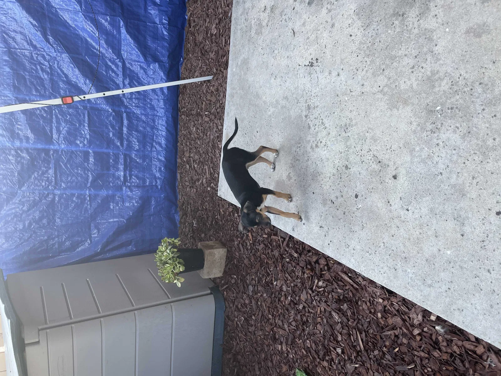 Lost dog in Moreno Valley, CA, 92553