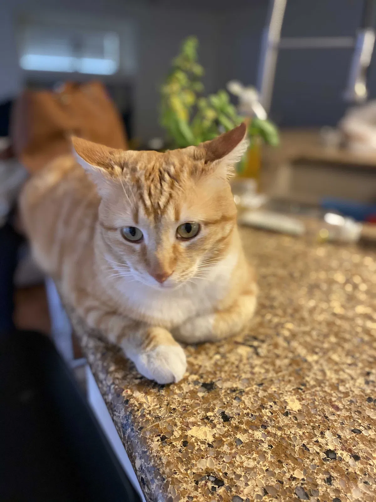 Lost cat in Las Vegas, NV, 89123