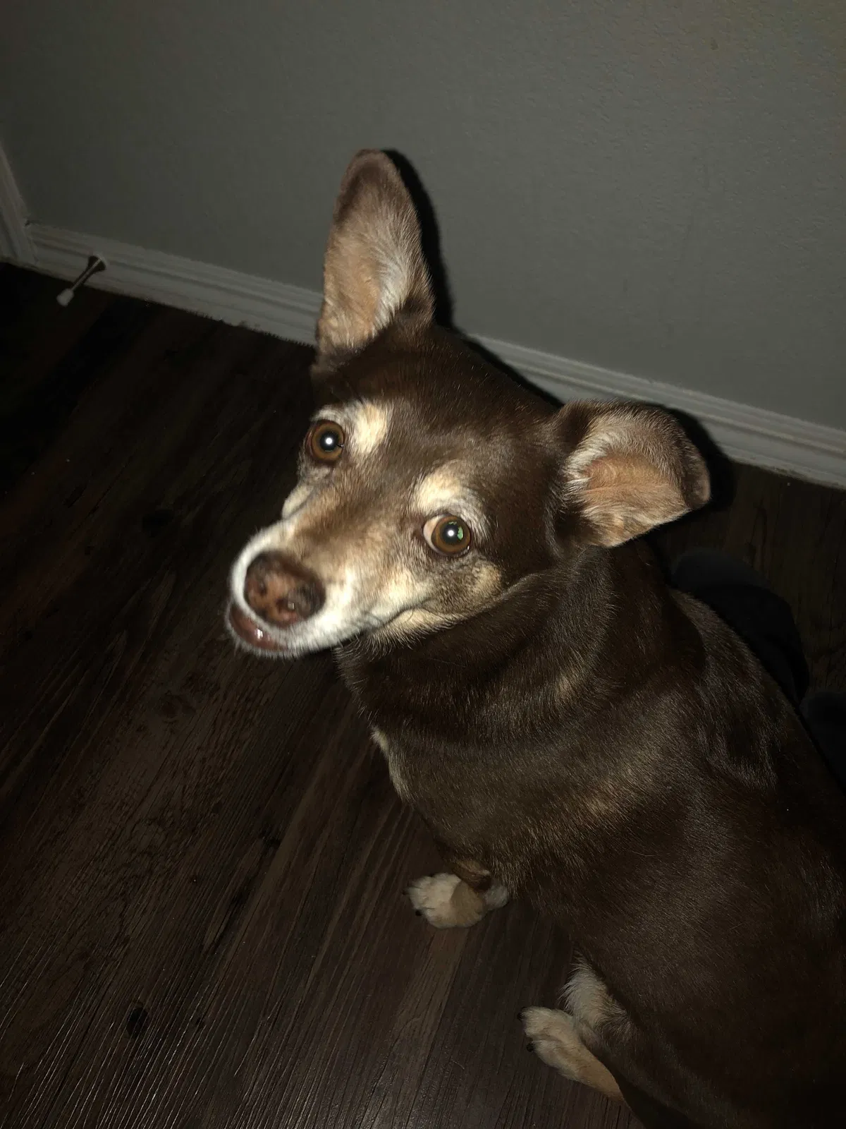Lost dog in Englewood, CO, 80112