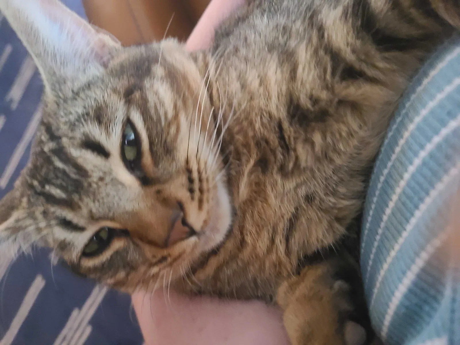Lost cat in Oakland, CA, 94619