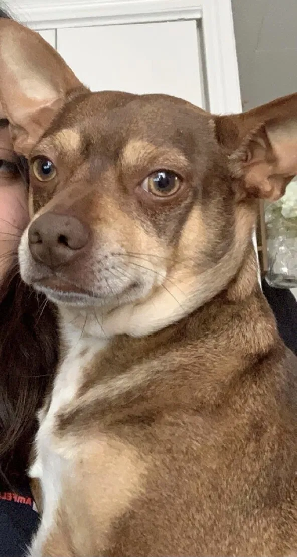 Lost dog in Brownsville, TX, 78520
