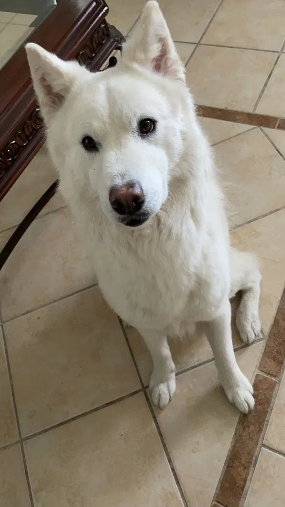 Lost dog in Harlingen, TX, 78552