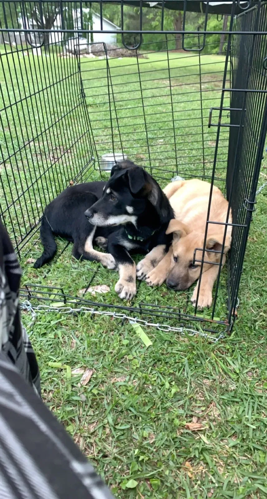 Lost dog in Odenville, AL, 35120