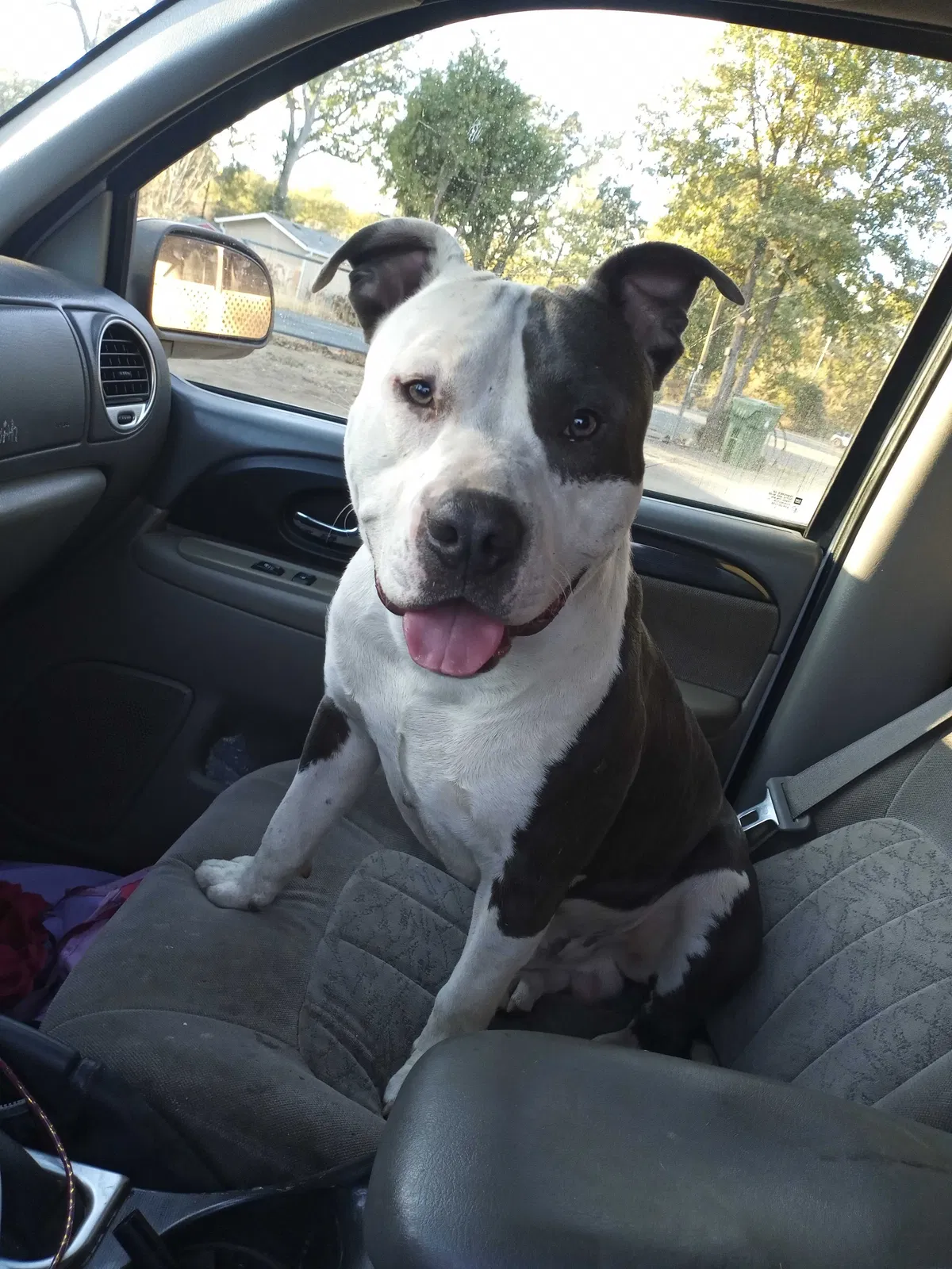 Lost dog in Clearlake, CA, 95422