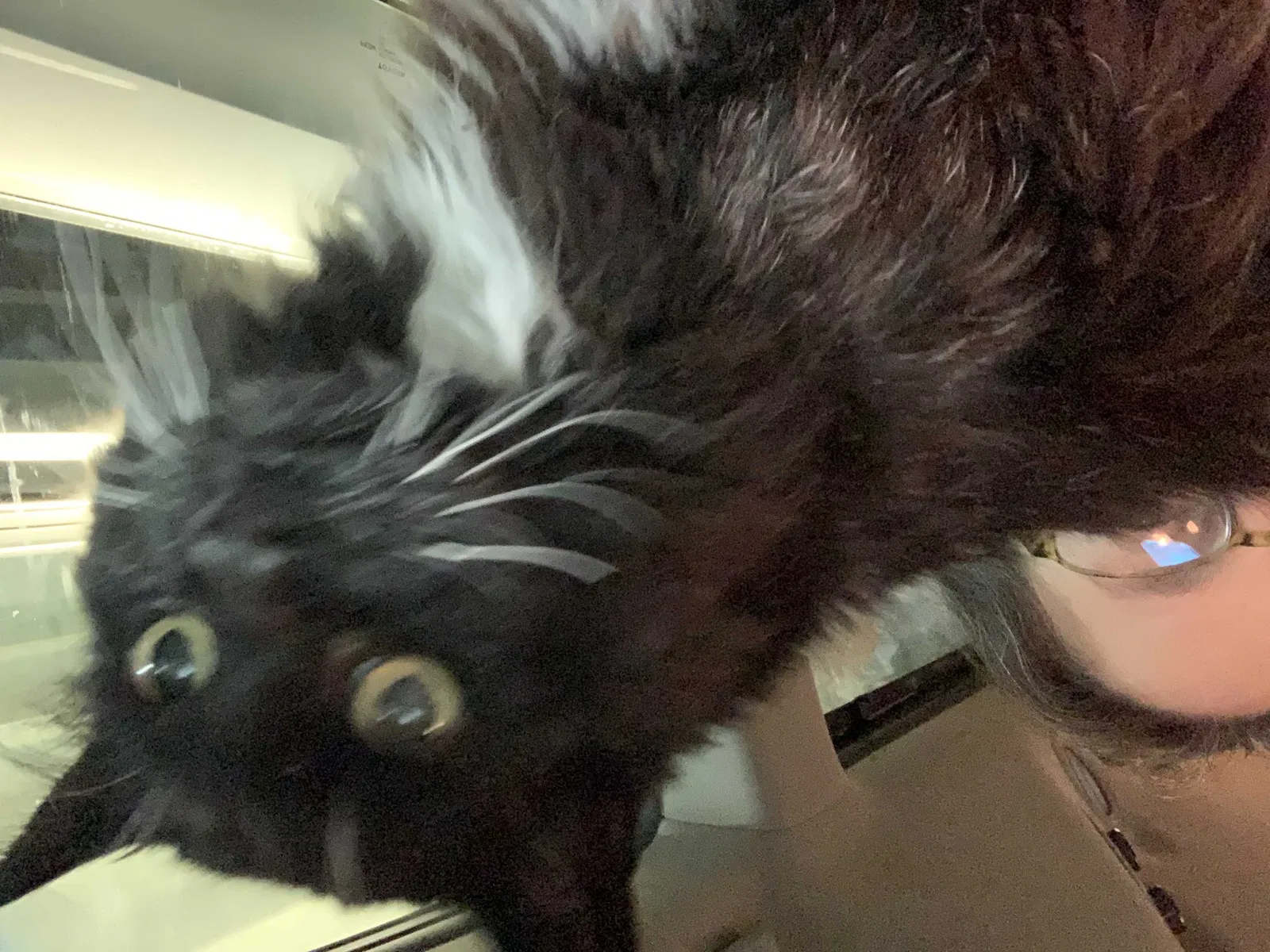 Lost cat in Mercer Island, WA, 98040