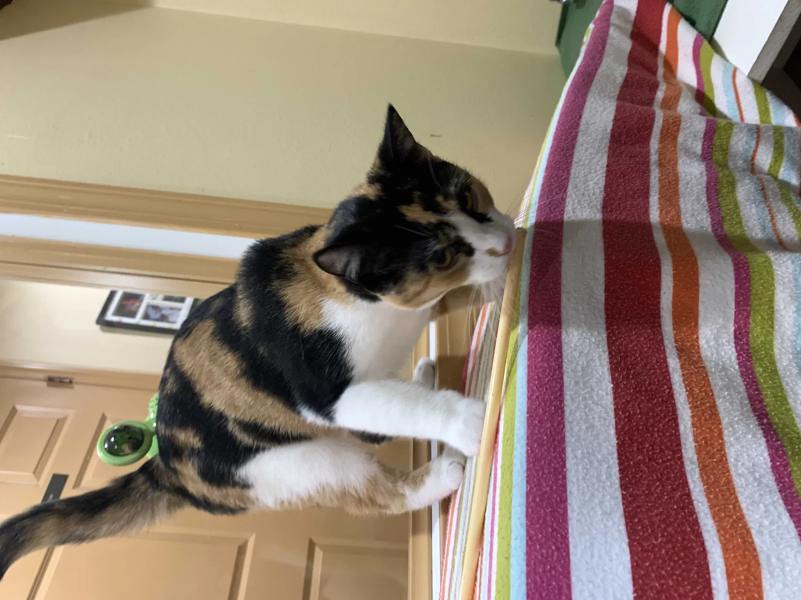 Lost cat in Milwaukee, WI, 53211