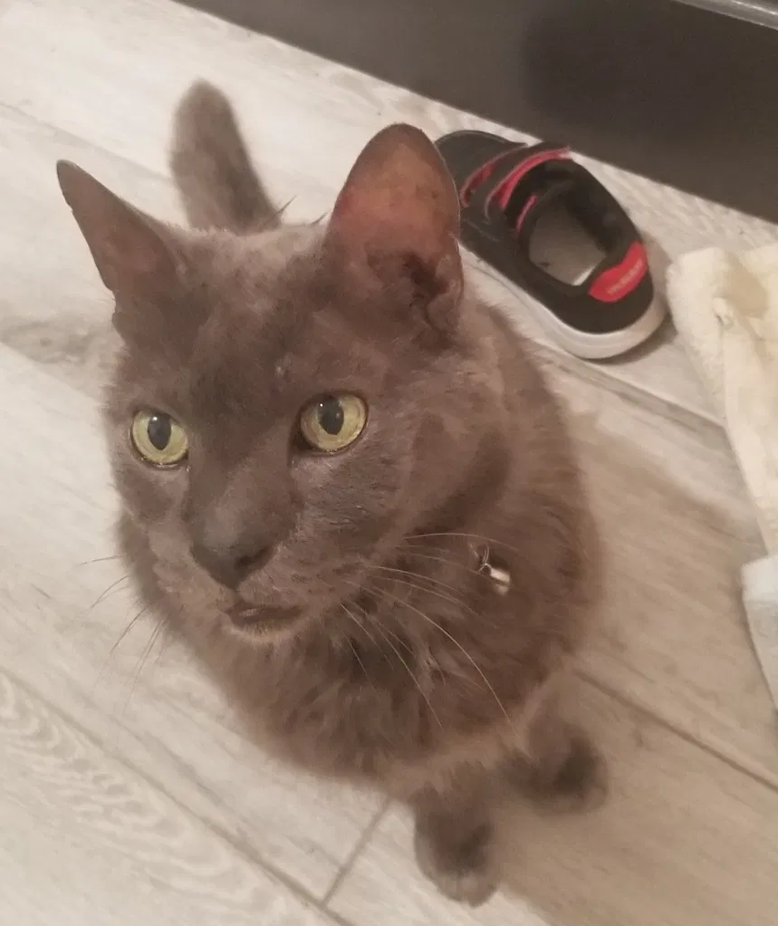 Lost cat in Pearland, TX, 77581