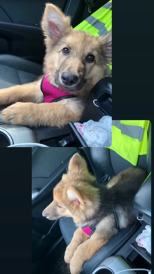 Lost dog in Fort Worth, TX, 76111